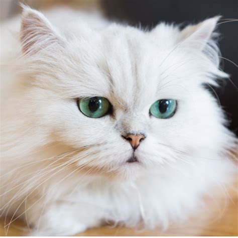 gato persa branco - branco gelo